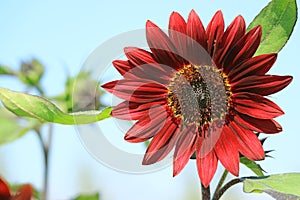 Closed Up Blooming Deep Red Sunflower Against Sunny Blue Sky