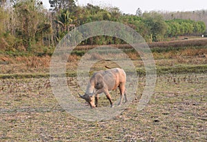 Closed up the buffalo is in the farm