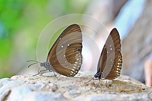 Closed up of butterfly