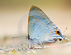 Closed up of butterfly