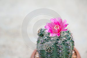 Closed up cactus and flower in pot