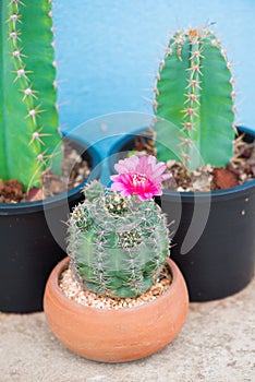 Closed up cactus and flower in pot
