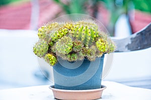 Closed up cactuss texture plant in the garden