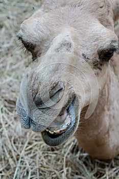 Closed up camel mouth and teeth lying on dried hay