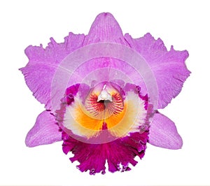 Closed up Cattleya orchid pink isolated