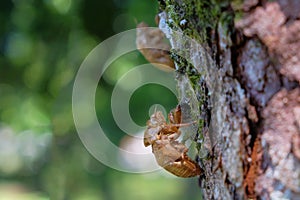 Closed up Cicadidae or cicada shell photo