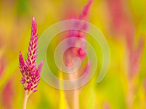Closed up of cockscomb