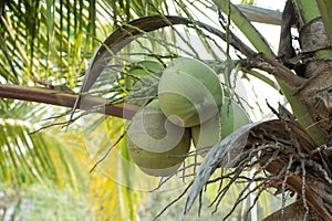Closed up the coconut tree in a garden