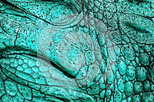 Closed up of crocodile`s skin in turquoise blue colour. It is a shell from above the Nile crocodile,wildlife photo in