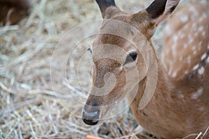 Closed up deer eye and its eye gum against blurred dried straw