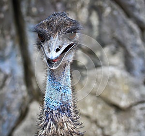 Closed up of Emu bird