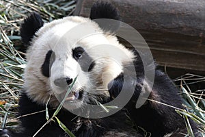 Closed-up Fluffy Giant Panda Cub, China