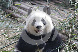 Closed-up Fluffy Giant Panda is Eating Bamboo Leaves with her Cub, Chengdu , China