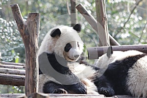 Closed-up Fluffy Panda Bear in Chengdu , China