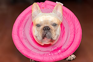 Closed up french bulldog animal