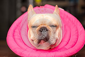 Closed up french bulldog animal