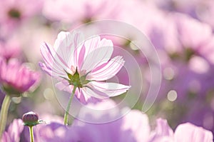 Closed up fresh beautiful pink cosmos flower in the farm over blur pink background