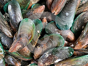 The closed up of fresh mussel,Perna viridis seafood on fish market as natural background