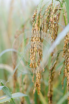 Closed up fresh rice ear in the farm with rain drop over blur foggy nature background