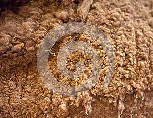 Closed up golden brown alpaca fluffy wool for background