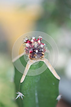 Closed up graft Gymnocalycium cactus