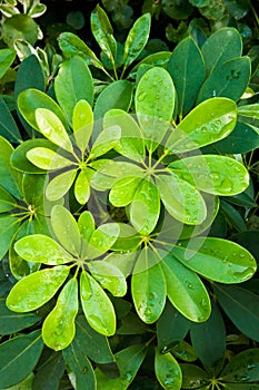 Closed-up green leaves shoots with waterdrop