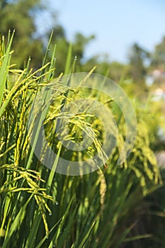 Closed up of green Rice Field in Nan, Thailand