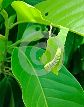 Closed up green worm is bitting leaf on a tree