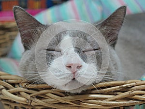 Closed up grey cat is sleeping on basket