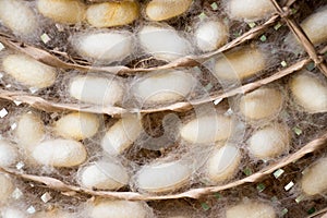 Closed up of group white cocoon of silk worm in weave nest