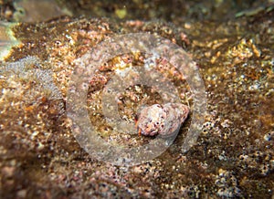 Closed up the hermit crab underwater in Similan, Thailand