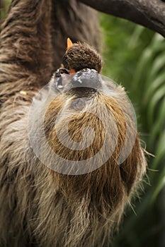 Closed up Hoffmann's two-toed sloth eating carrot