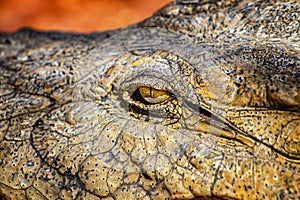 Closed up image of crocodile eye. It is wildlife photo of Nile crocodile in Senegal, Africa. The eye is yellow and has a narrow