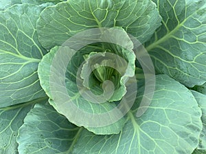 Closed up image of Leaves of kale, Brassica oleracea, Chinese Broccol.