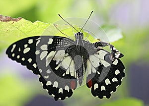 Closed up injury Papilio demoleus