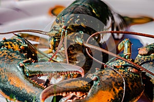 Closed-up isolated lobsters alive