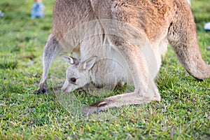 Closed up kangaroo baby.