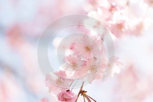 Closed up on light pink cheery blossom, sakura lit by sunlight in Osaka Japan
