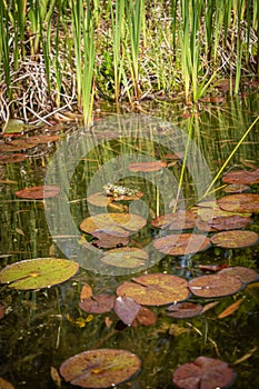 Closed up little cute frog sitting on green leaf in a pond with water lily leaves