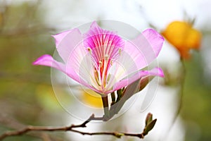 Closed-up look of Bauhinia variegata L. flower