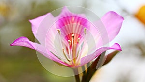 Closed-up look of Bauhinia variegata L. flower