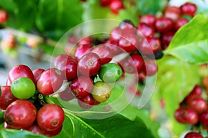 Closed up a lot of vibrant red ripening coffee cherries on the coffee tree branch in the plantation of northern Thailand