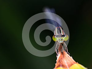 Closed up macro ; Extremely sharp and detailed of dragonfly. Focus on green eye