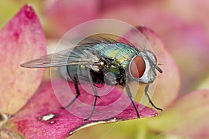 Closed up macro, focus on red eye. House fly on leaf isolated on pink background. Education and natural concept