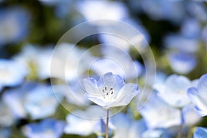 Closed up of Nemophila (Baby blue eyes) flower background