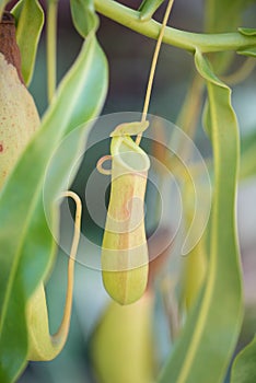 Closed up Nepenthes,tropical pitcher plants and monkey cups in garden