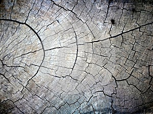 Closed up of old weathered tree trunk texture background