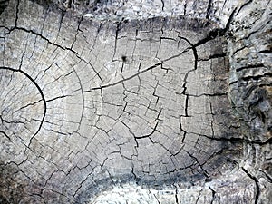 Closed up of old weathered tree trunk texture background