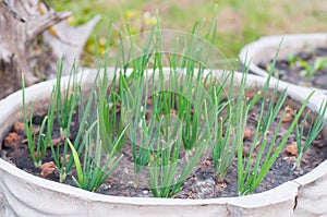 Closed up parsley pot for kitchen garden