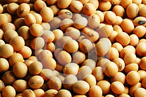 Closed up photography of soy beans